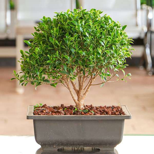 Ficus microcarpa Bonsai