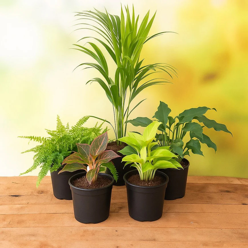 Tolerant Indoor