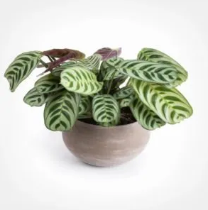 Calathea Maranta Plant