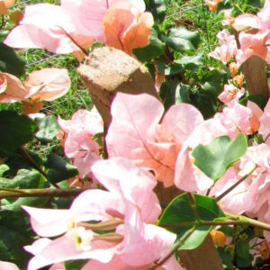Peach Bougainvillea