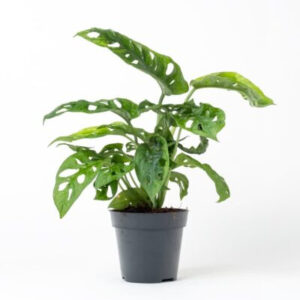 Monstera Adansonii