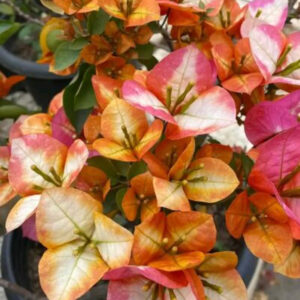 Golden Sunshine Bougainvillea