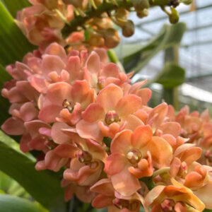 Rhynchostylis Gigantea