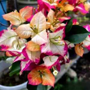 Sufia Indiana Bougainvillea