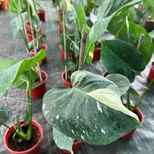 Monstera Thai Constellation