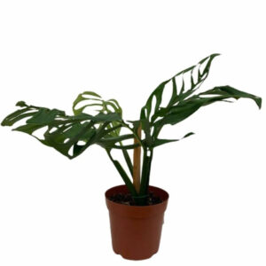 Monstera Esqueleto