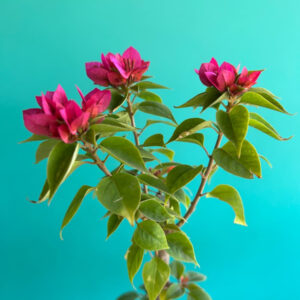 Dwarf Bougainvillea