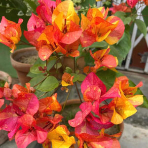 Bougainvillea Adarna
