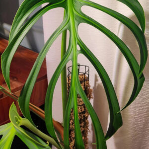 Monstera Burle Marx
