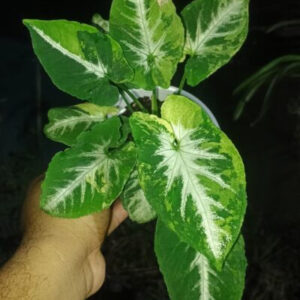 Syngonium Scrambled Eggs