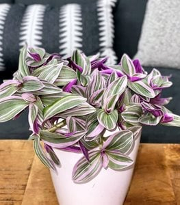 TRADESCANTIA