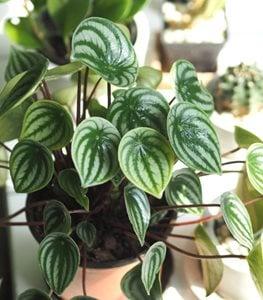 WATERMELON PEPEROMIA