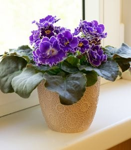 AFRICAN VIOLET