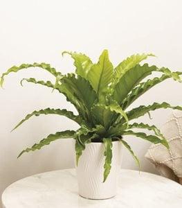 Bird's Nest Fern