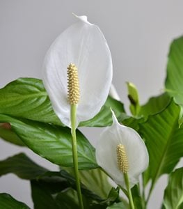PEACE LILY