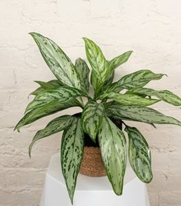chinese evergreen