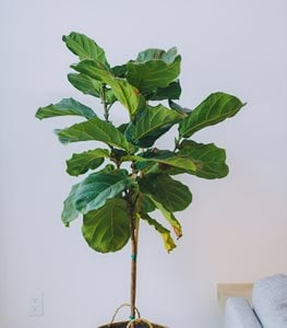 FIDDLE LEAF FIG
