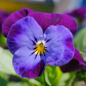 Pansy