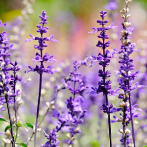 Salvia