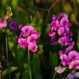 Sweet Pea