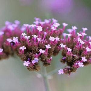 Verbena