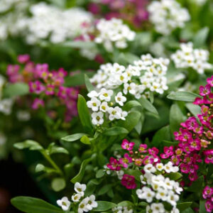 Alyssum