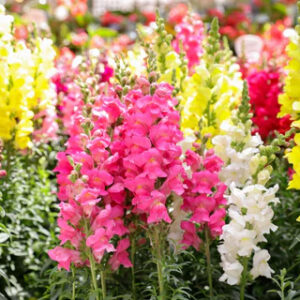 Antirrhinum