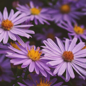 China Aster