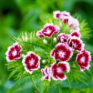 Dianthus