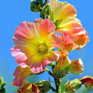 Hollyhock
