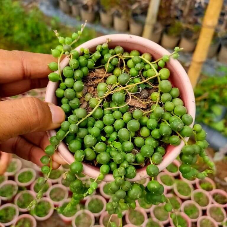 String of Pearls