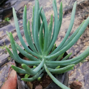 Senecio Vitalis