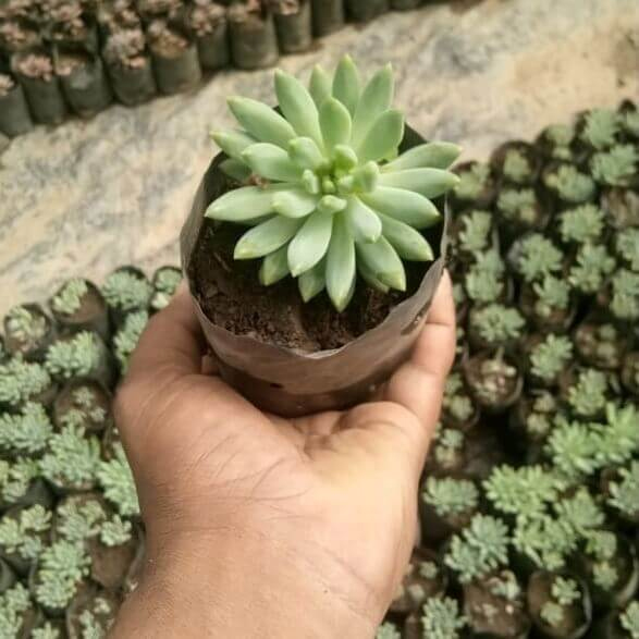 Graptopetalum