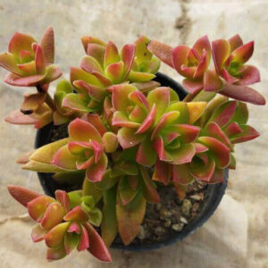 Chinese Campfire plant