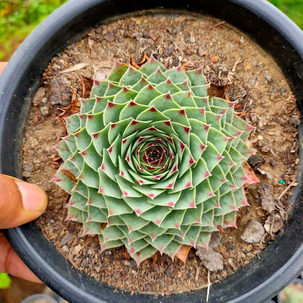 Variegated Laxmi Kamal