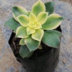 Haworth’s aeonium