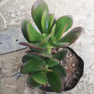 Crassula ovata