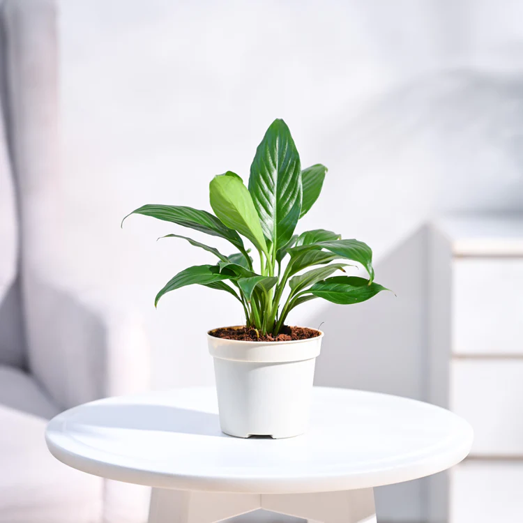 Ugaoo Air Purifying Peace Lily Plant