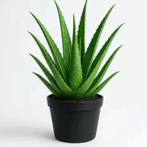 Aloe Vera Plant
