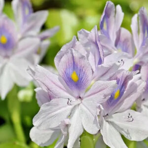 Water Hyacinth