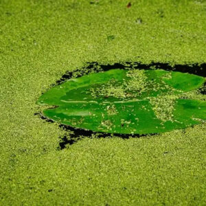 Duckweed