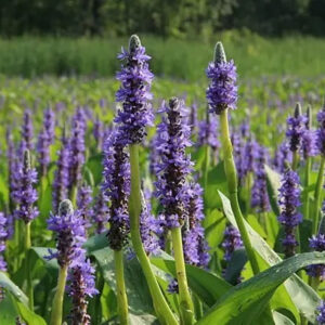 Pickerelweed