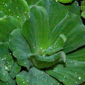 Water Lettuce