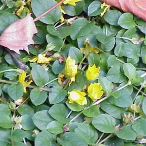 Creeping Jenny