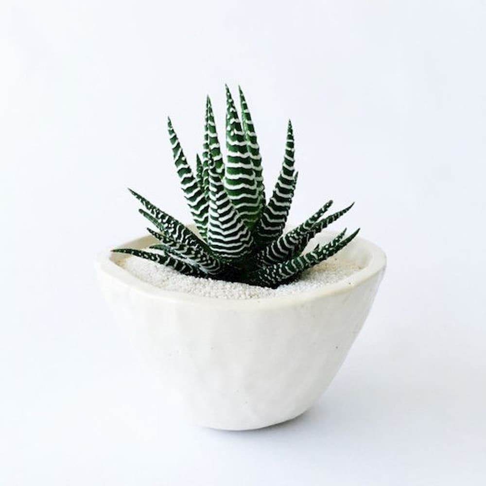 Zebra Snake Plant